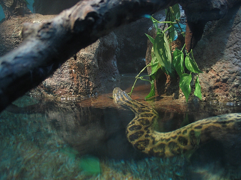 2013 Water Snake